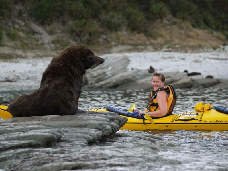 Kaikoura: Half-Day Wildlife Kayaking Tour - Key Points