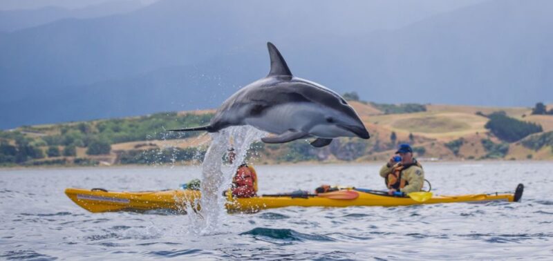 Kaikoura: Half-Day Wildlife Kayaking Tour - Key Points