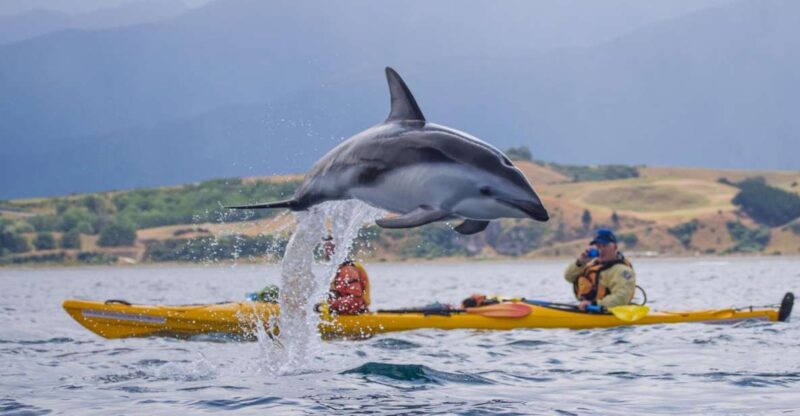 Kaikoura: Half-Day Wildlife Kayaking Tour - Wildlife and Experience Highlights