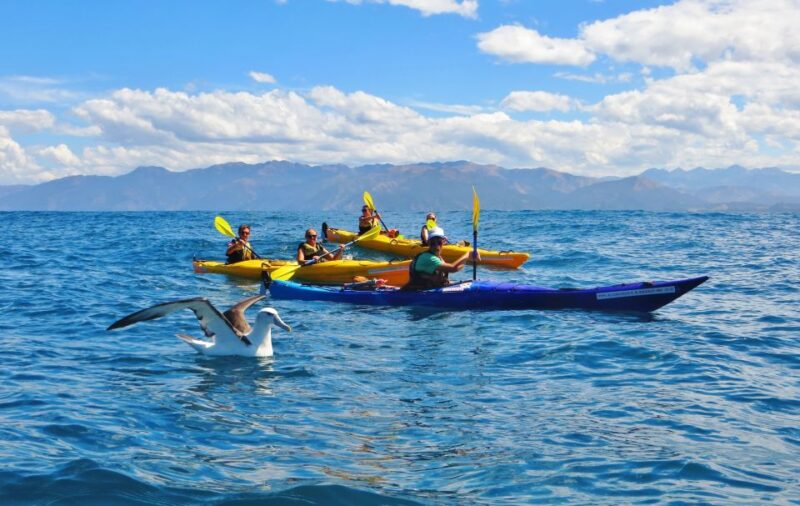 Kaikoura: Half-Day Wildlife Kayaking Tour - Tour Inclusions