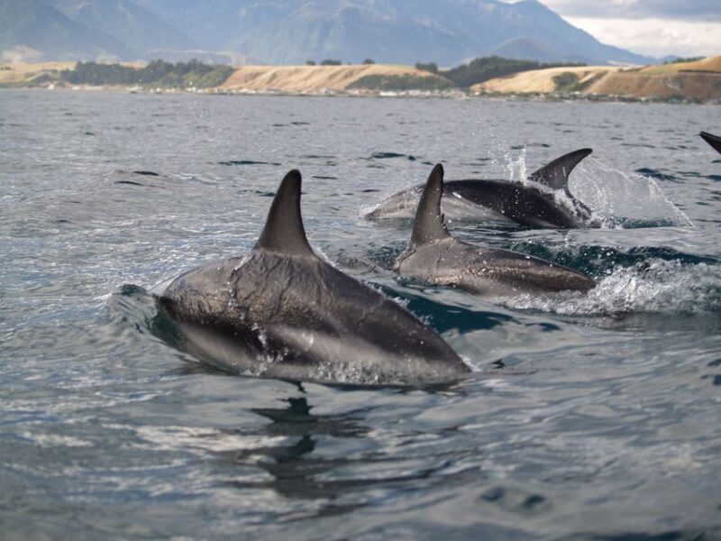 Kaikoura: Half-Day Wildlife Kayaking Tour - Preparation and Safety Information
