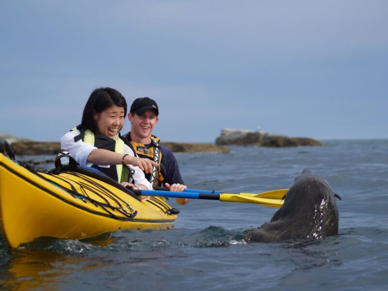 Kaikoura: Half-Day Wildlife Kayaking Tour - Positive Customer Feedback