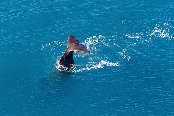 Kaikoura Helicopters Classic Whale Watch - Meeting Point and Accessibility