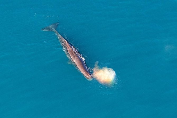 Kaikoura Helicopters Classic Whale Watch - Getting There and Nearby Attractions