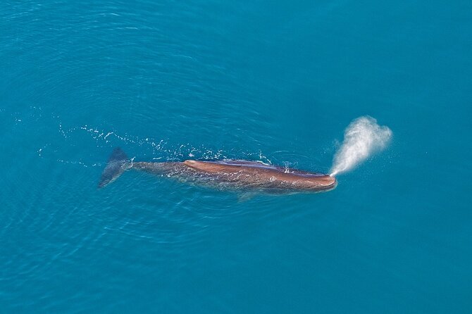 Kaikoura Helicopters Extended Whale Watch Flight - Flight Details and Inclusions