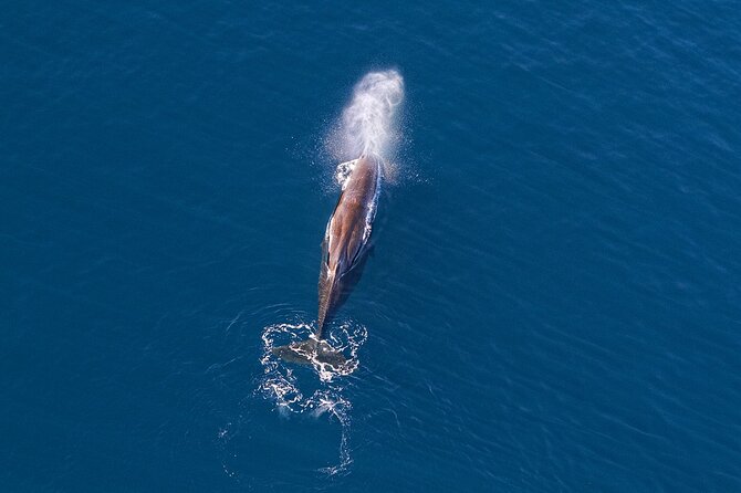 Kaikoura Helicopters Extended Whale Watch Flight - Booking and Safety Information