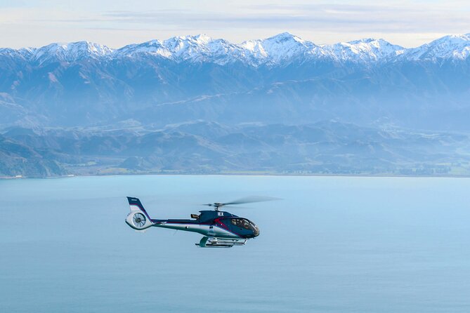 Kaikoura Helicopters Extended Whale Watch Flight - Whale Watching Highlights