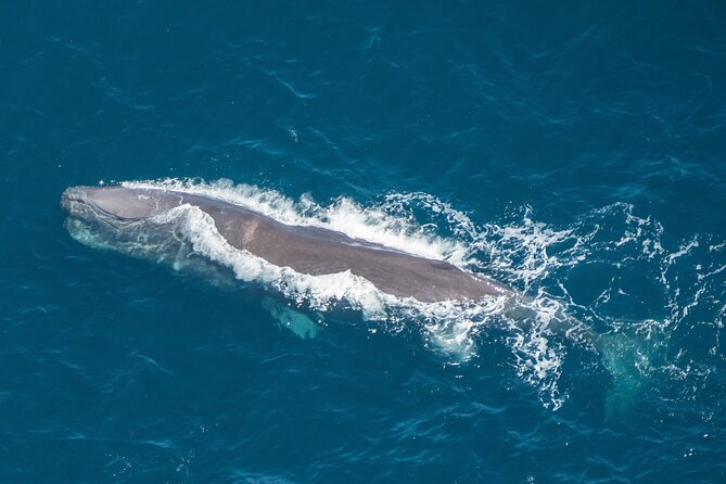 Kaikoura Helicopters Top N Tail Whale Watch Flight - Key Points