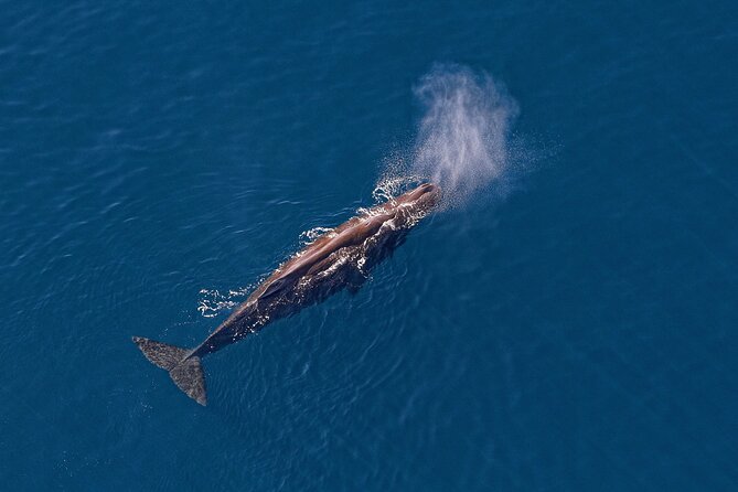 Kaikoura Helicopters Top N Tail Whale Watch Flight - Sighting of Huttons Shearwater Colonies