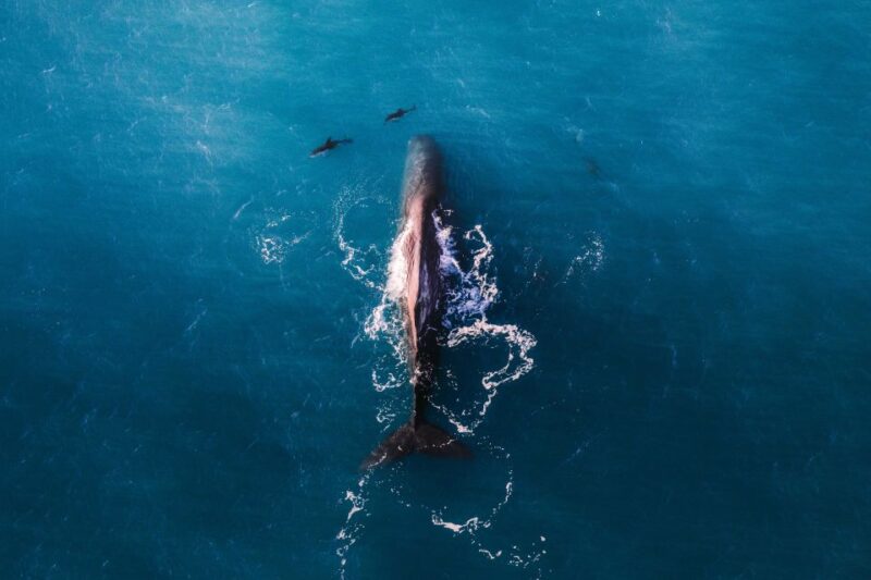 Kaikoura: Premium Whale Watching Flight - Experience Highlights
