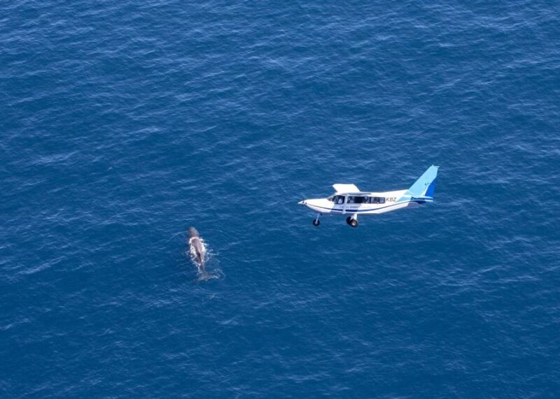 Kaikoura: Premium Whale Watching Flight - Flight Details