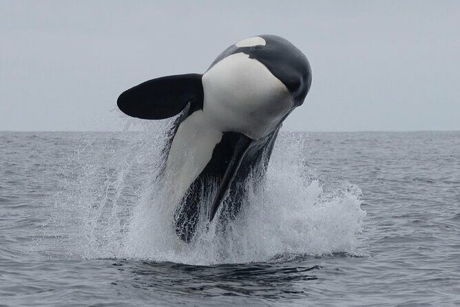 Kaikoura Private Whale Watching Day Trip from Christchurch - Key Points