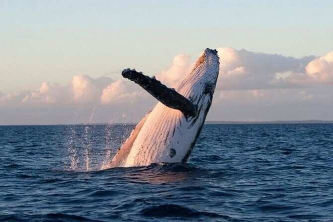 Kaikoura Private Whale Watching Day Trip from Christchurch - A Deep Dive into the Itinerary