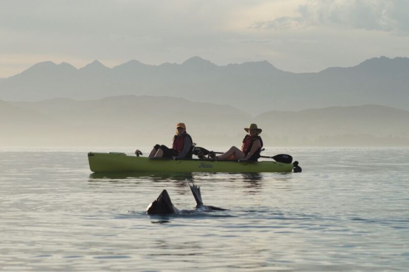 Kaikoura: Seal-Watching Pedal Kayak Tour - Experience Highlights