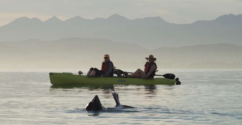 Kaikoura: Seal-Watching Pedal Kayak Tour - Customer Feedback and Ratings