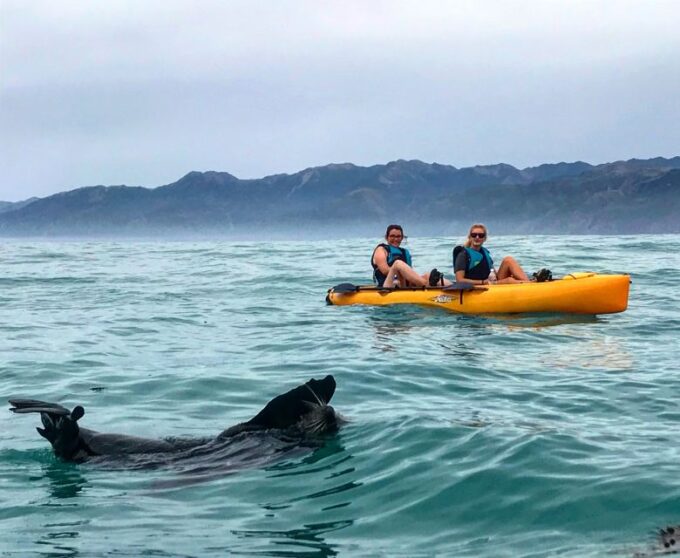 Kaikoura: Seal-Watching Pedal Kayak Tour - Kayaking and Equipment