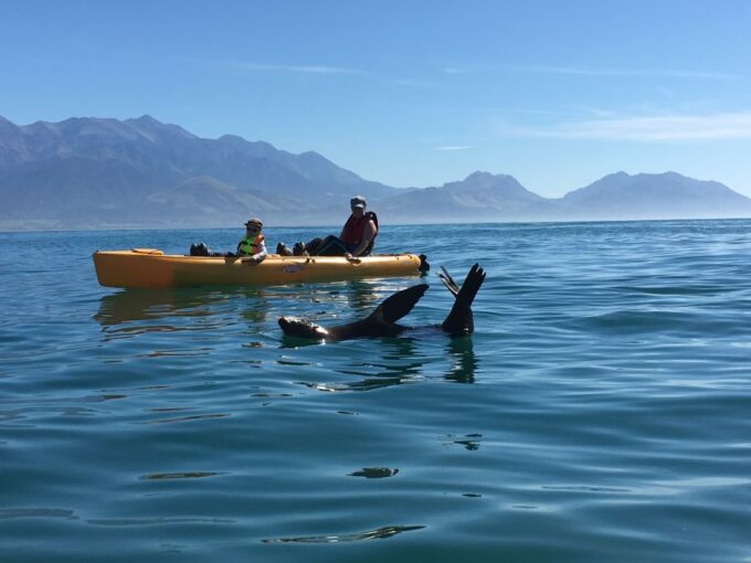 Kaikoura: Seal-Watching Pedal Kayak Tour - Scenic Views and Photography
