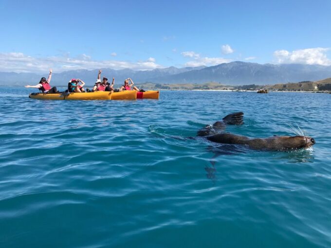 Kaikoura: Seal-Watching Pedal Kayak Tour - Recap
