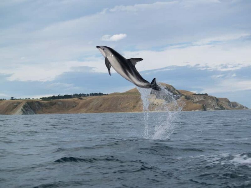 Kaikoura: Sunset Evening Kayaking Tour - Who Should Consider This Tour?