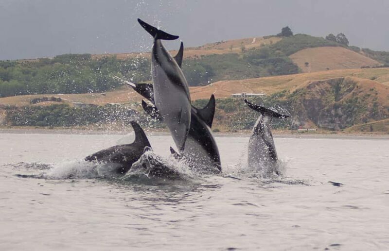 Kaikoura: Sunset Evening Kayaking Tour - Frequently Asked Questions
