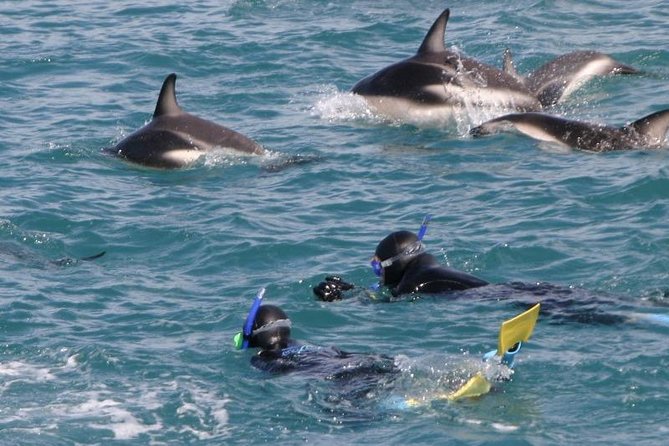 Kaikoura Swim With Dolphins Tour From Christchurch - Pricing and Lowest Price Guarantee