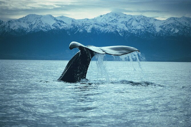 Kaikoura Whale and Dolphin Overnight Tour From Christchurch - Customer Reviews and Feedback