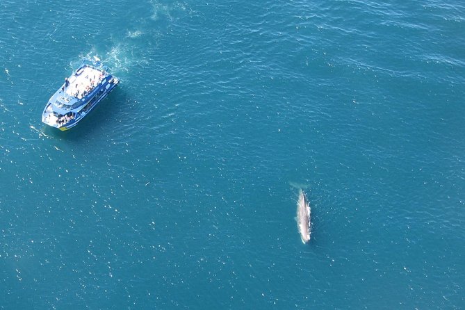 Kaikoura Whale Watch Day Tour From Christchurch - What to Expect