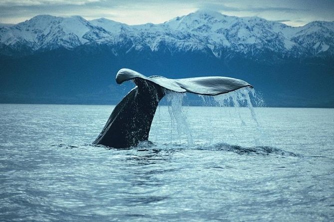 Kaikoura Whale Watch Day Tour From Christchurch - Additional Information and Policies