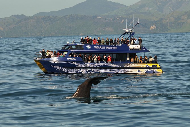 Kaikoura Whale Watch Day Tour From Christchurch - Traveler Reviews and Experiences