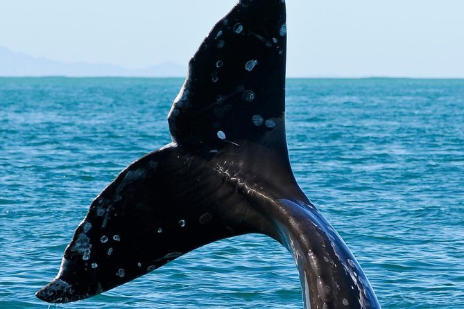 Kaikoura Whale Watch Day Tour From Christchurch - Exploring Kaikouras Attractions