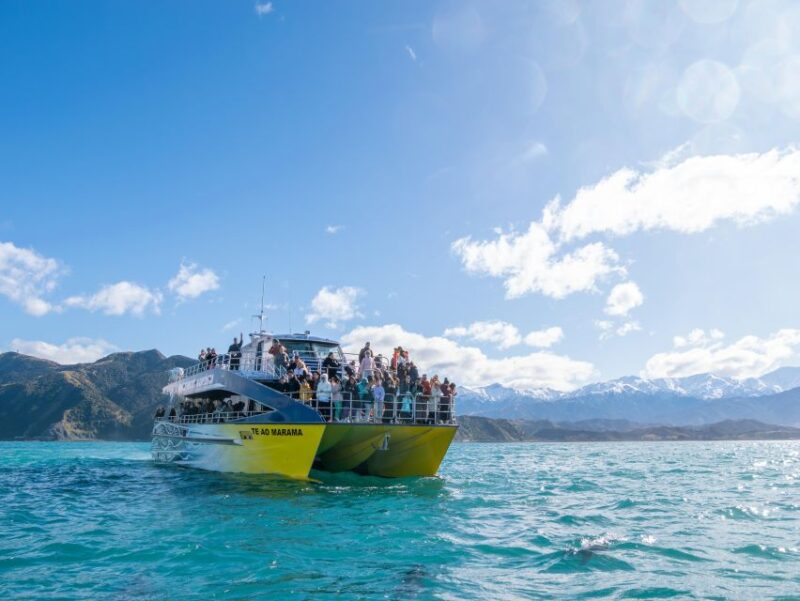Kaikoura: Whale Watching Cruise - Wildlife Encounters