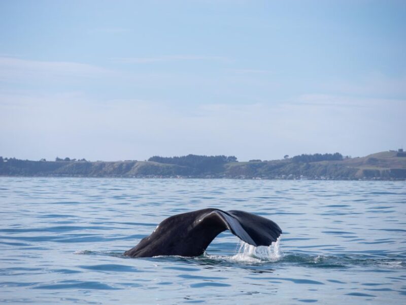 Kaikoura: Whale Watching Cruise - Vessel Features