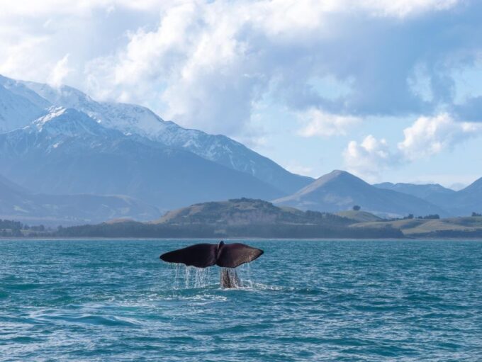 Kaikoura: Whale Watching Cruise - Experience Duration