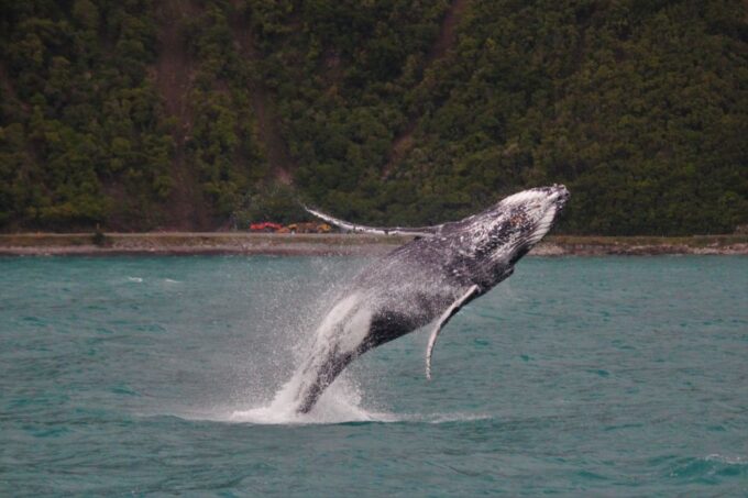 Kaikoura: Whale Watching Cruise - Recap