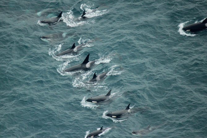 Kaikoura: Whale Watching Flight - An Up-Close Look at the Kaikoura Whale Watching Flight