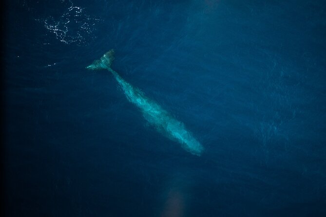 Kaikoura: Whale Watching Flight (Extended) - Flight Experience Details