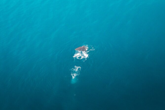 Kaikoura: Whale Watching Flight (Extended) - Headsets and Live Commentary