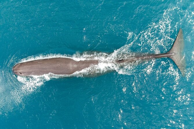 Kaikoura: Whale Watching Flight (Extended) - Wildlife Sightings Opportunities