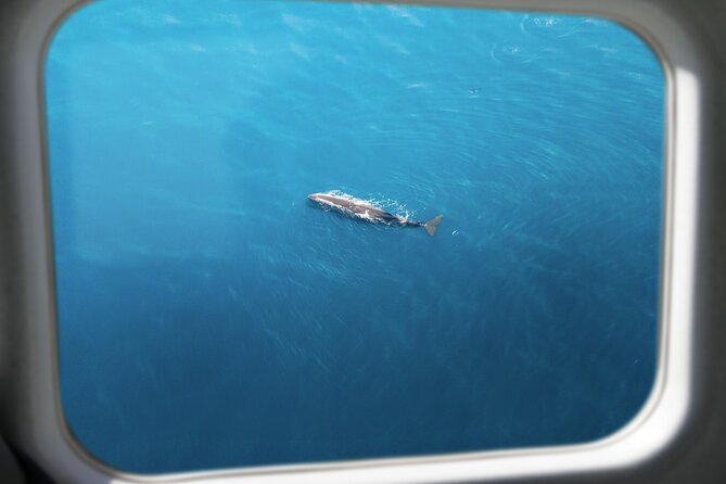 Kaikoura: Whale Watching Flight (Extended) - Customer Feedback and Recommendations