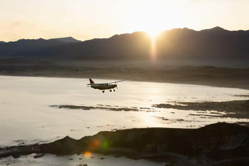 Kaikoura: Whale Watching Flight with Commentary - The Value of Wildlife Sightings from the Air