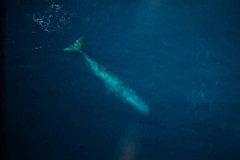 Kaikoura: Whale Watching Flight with Commentary - Authentic Experiences From Travelers