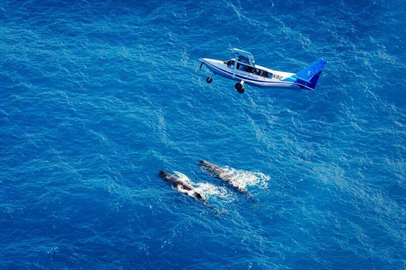 Kaikoura: Whale Watching Flight with Guided Commentary - Key Points