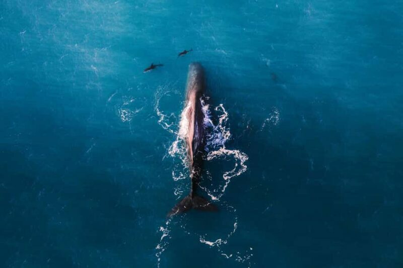 Kaikoura: Whale Watching Flight with Guided Commentary - An In-Depth Look at the Experience