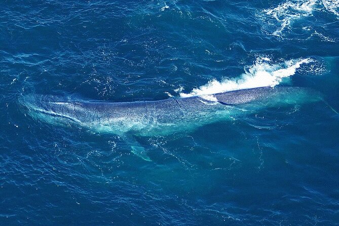 Kaikoura Whales - Accessibility and Transportation