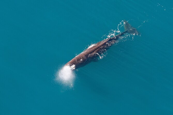 Kaikoura Whales - Tour Policies