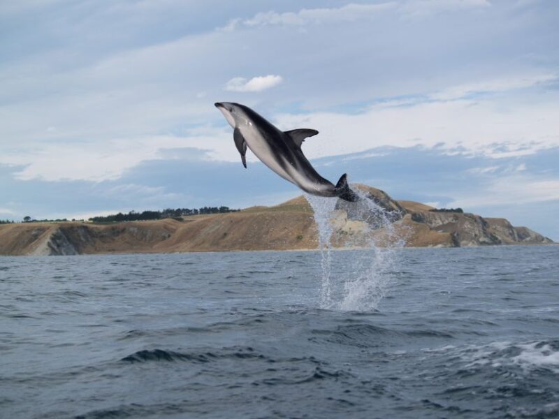 Kaikoura: Wildlife Kayaking Tour at Sunset - Experience Highlights