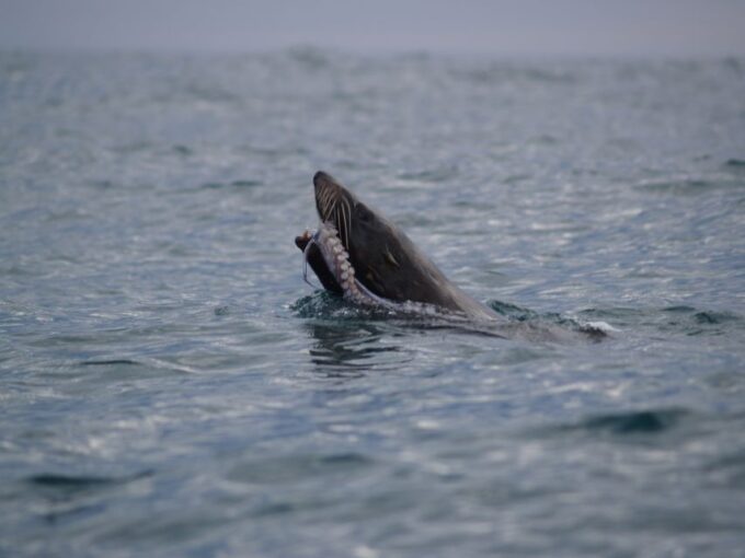 Kaikoura: Wildlife Kayaking Tour at Sunset - Guaranteed Wildlife Encounters