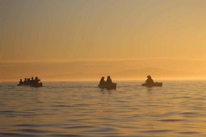 Kaikura: Kayak Sunset Tour with Seal Sightings - What is the Tour All About?