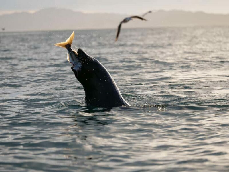 Kaikura: Kayak Sunset Tour with Seal Sightings - Why Travelers Love This Tour