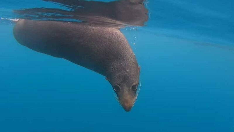 Kaikura: Kayak Sunset Tour with Seal Sightings - Who Is This Tour Best For?